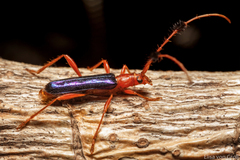 Paromoeocerus barbicornis
