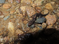 Desmognathus imitator