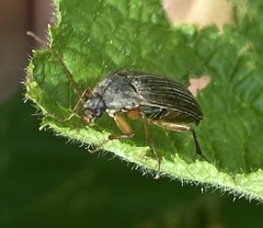 Capnochroa fuliginosa