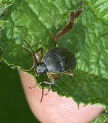 Capnochroa fuliginosa