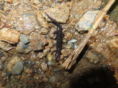 Desmognathus imitator