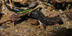 Desmognathus imitator