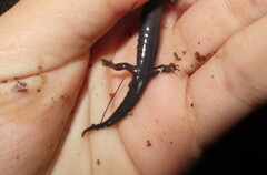 Desmognathus imitator