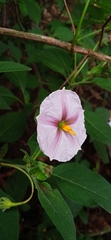 Lycianthes ciliolata