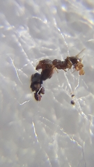 Pheidole parva