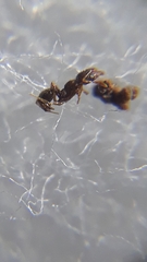 Pheidole parva