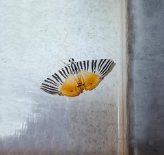 Dichocrocis zebralis