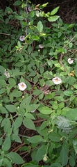 Lycianthes ciliolata