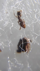 Pheidole parva