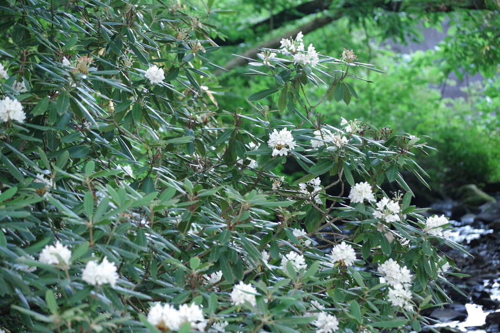 great rhododendron (Rhododendron maximum)  iNaturalist