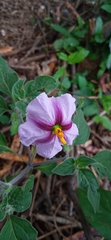 Lycianthes ciliolata