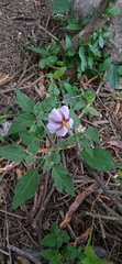 Lycianthes ciliolata
