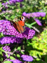 Aglais io