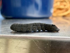 Proserpinus flavofasciata