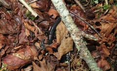Plethodon teyahalee