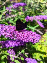Aglais io