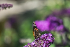Aglais io
