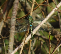 Rhionaeschna planaltica
