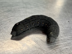 Proserpinus flavofasciata