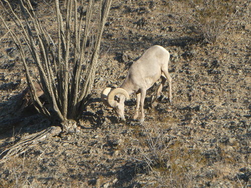 iNaturalist observation photo of Desert Bighorn Sheep