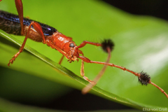 Paromoeocerus barbicornis