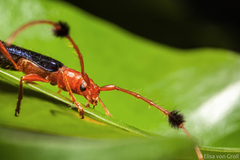 Paromoeocerus barbicornis