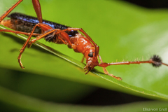 Paromoeocerus barbicornis