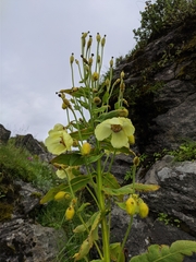 Meconopsis regia