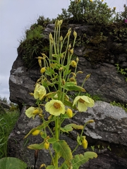 Meconopsis regia