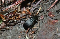 Pterostichus lachrymosus