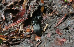 Pterostichus lachrymosus