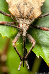 Spartocera fusca