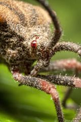 Spartocera fusca