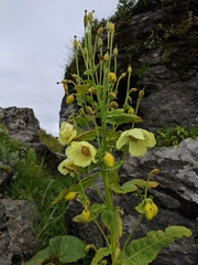 Meconopsis regia