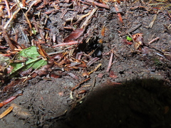 Pterostichus lachrymosus