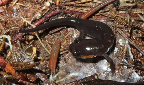 Jordan's Salamander, Plethodon jordani