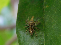 Anarrhotus fossulatus