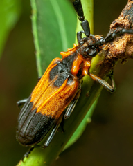 Batus hirticornis