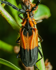 Batus hirticornis