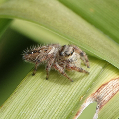 Phidippus