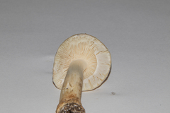 Amanita submaculata