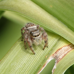 Phidippus