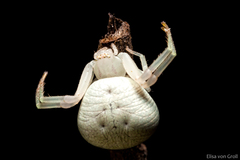 Thomisidae