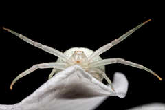 Thomisidae