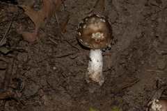 Amanita submaculata