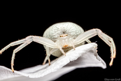 Thomisidae