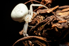 Thomisidae