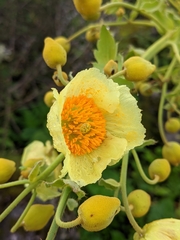 Meconopsis paniculata