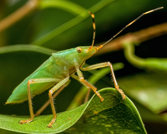 Pentatomidae