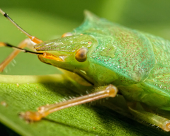Pentatomidae